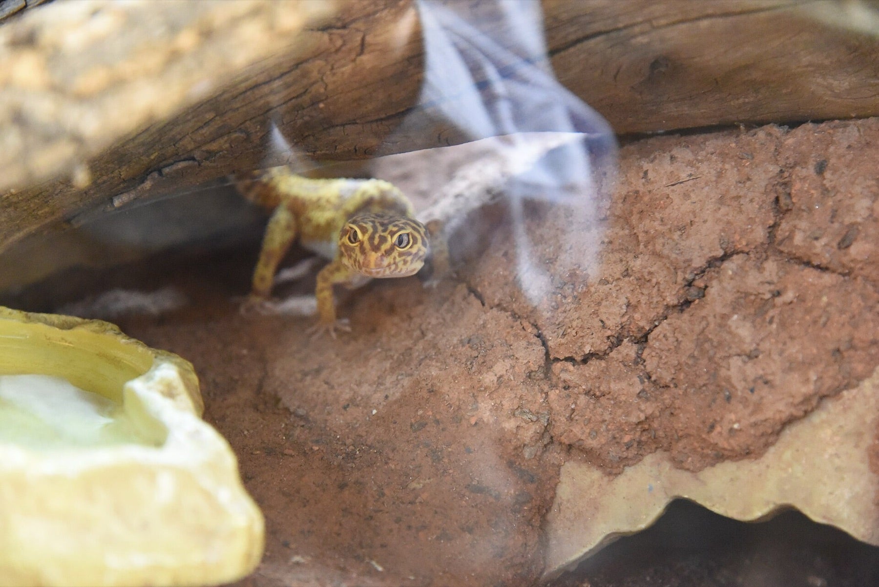 Gecko in ventilated deli cup with paper towel substrate and secured lid ready for FedEx overnight shipping
